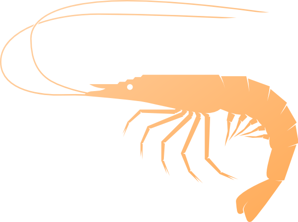 Detail Shrimp Images Clip Art Nomer 49