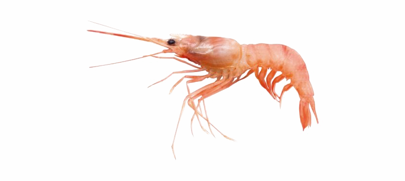 Detail Shrimp No Background Nomer 2