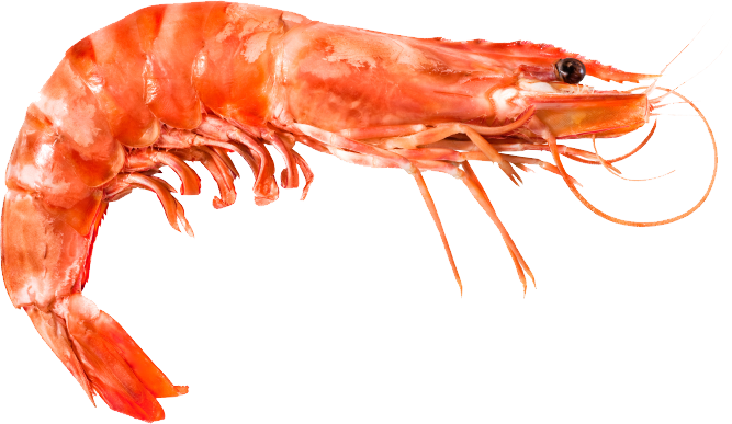 Shrimp Png - KibrisPDR