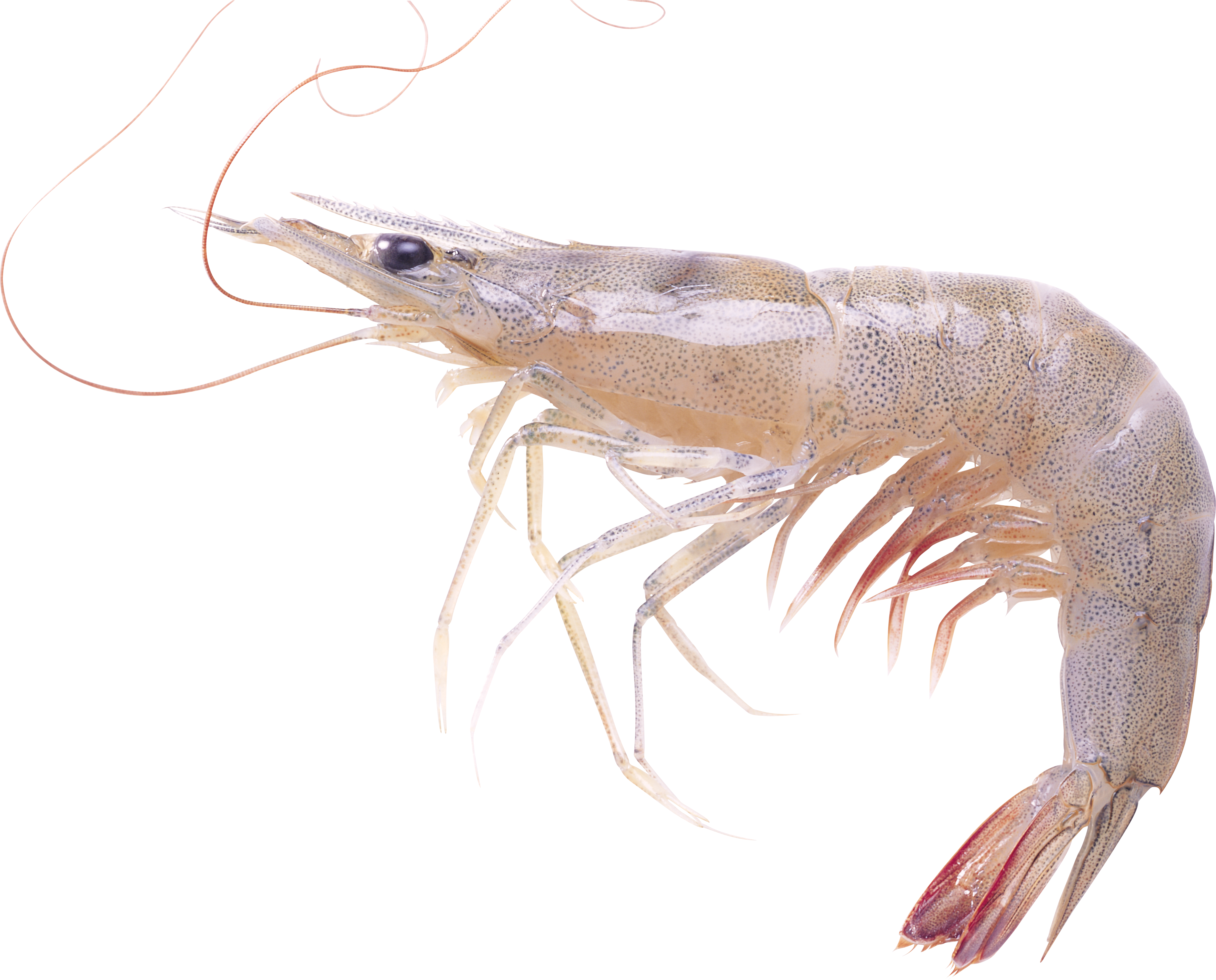 Detail Shrimp Png Nomer 20