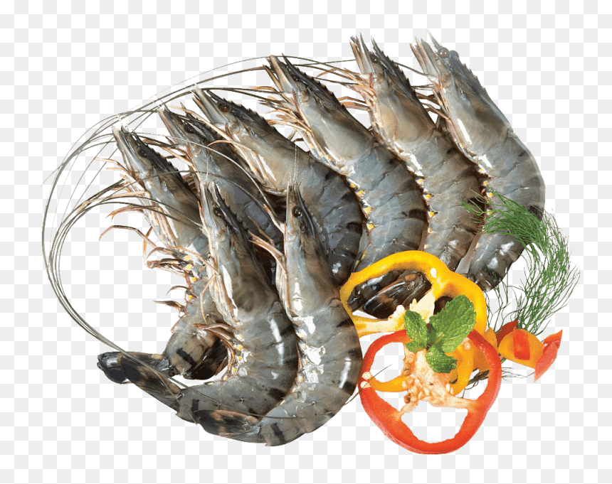 Detail Shrimp Png Nomer 29