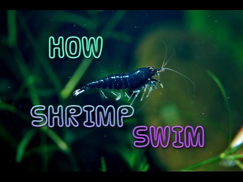 Detail Shrimp Swim Backwards Nomer 18