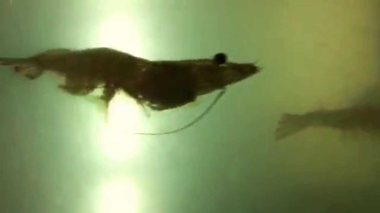 Detail Shrimp Swim Backwards Nomer 4
