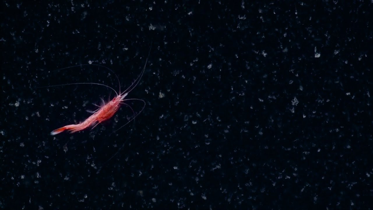 Detail Shrimp Swim Backwards Nomer 6