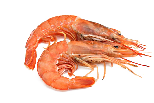 Detail Shrimp Transparent Background Nomer 14