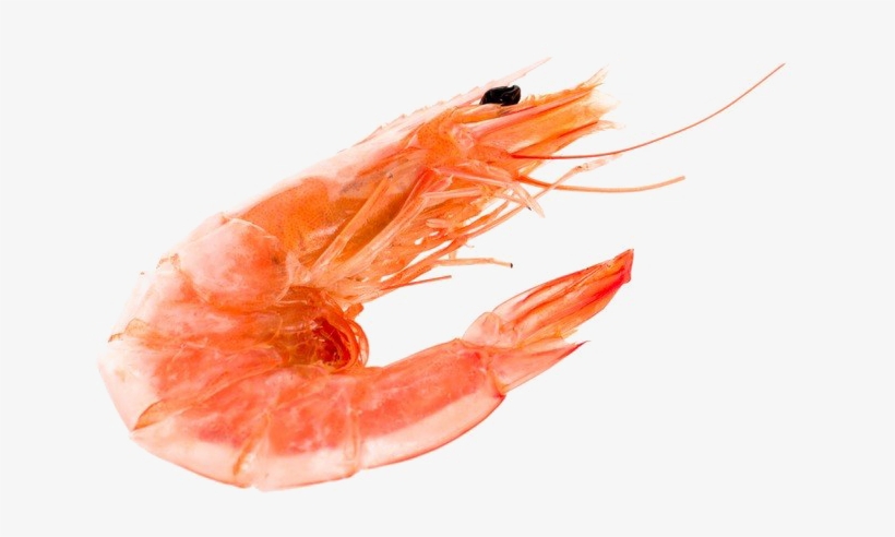 Download Shrimp Transparent Background Nomer 4