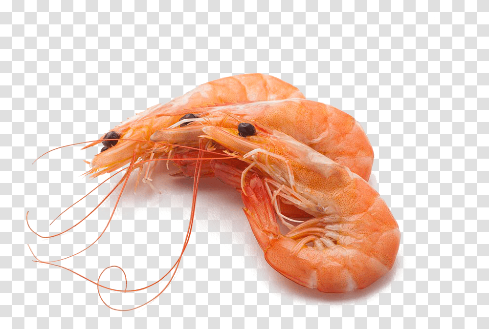 Detail Shrimp Transparent Background Nomer 54