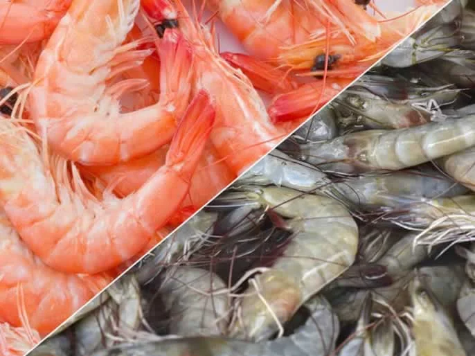 Detail Shrimps Pics Nomer 15