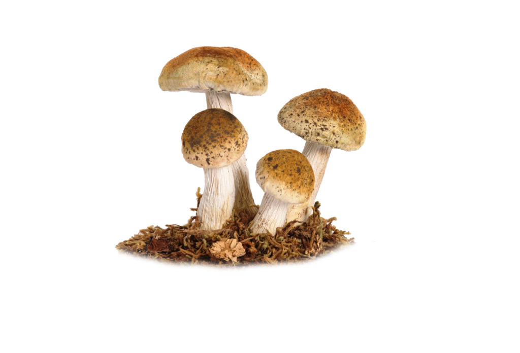 Detail Shroom Png Nomer 37