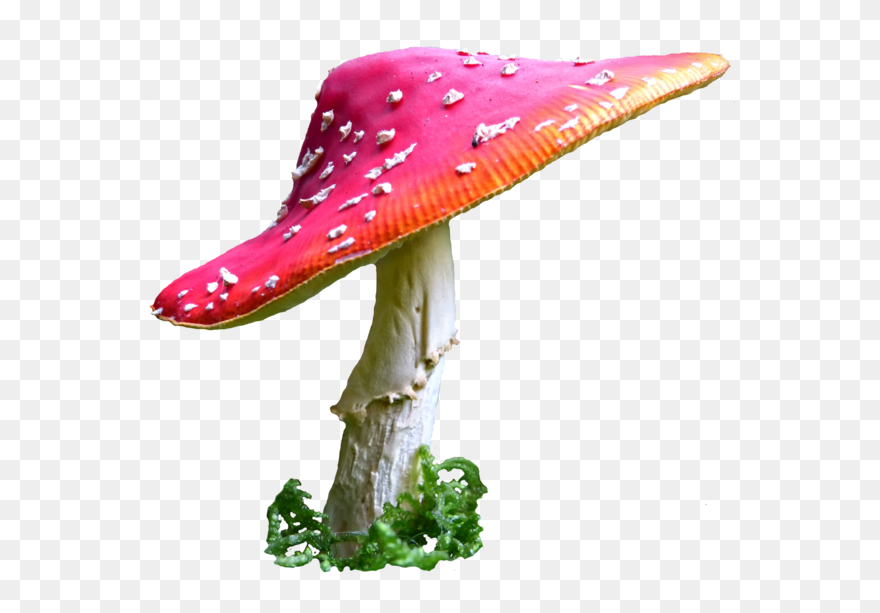 Detail Shroom Png Nomer 51