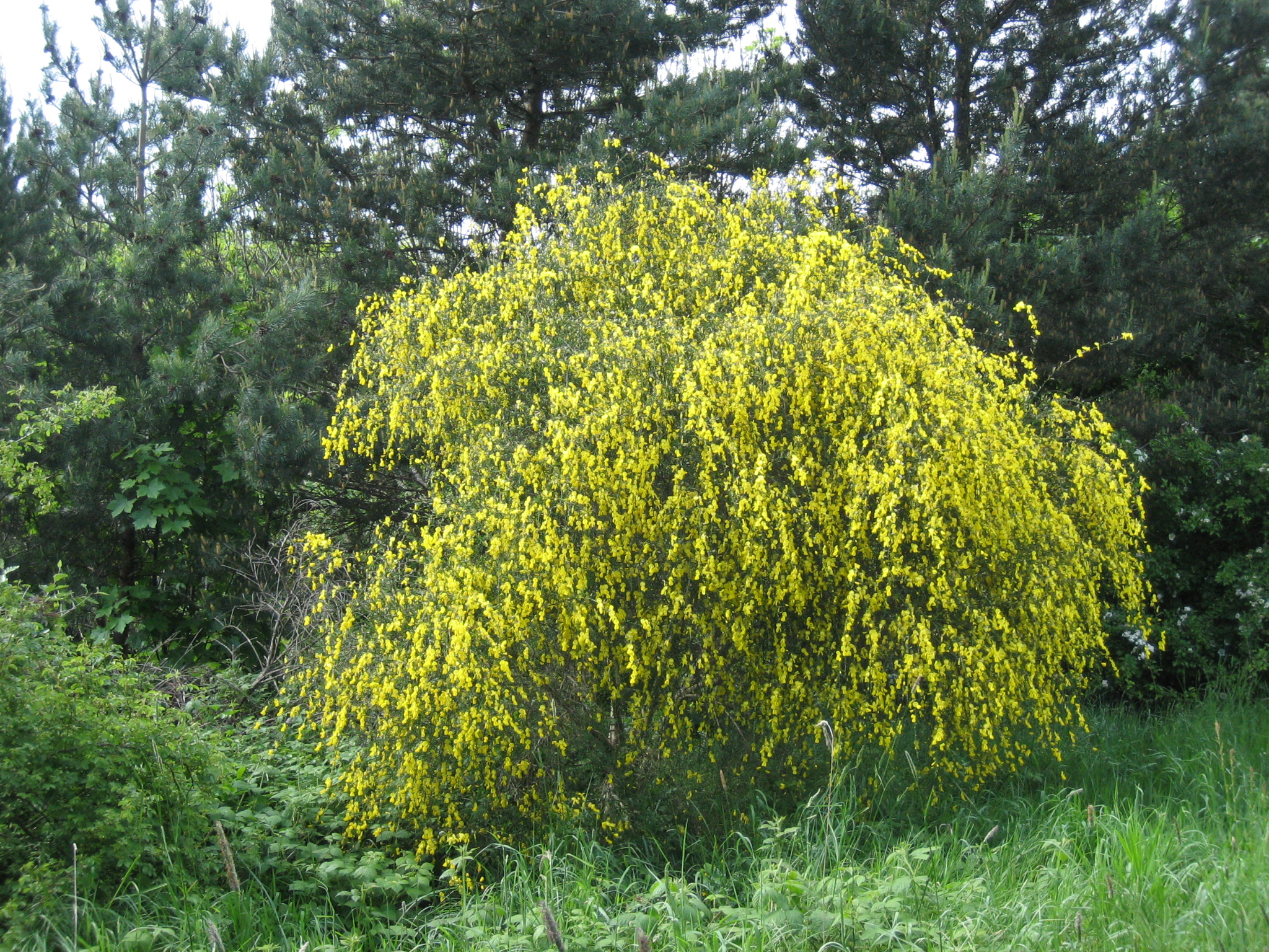 Detail Shrub Plant Images Nomer 14