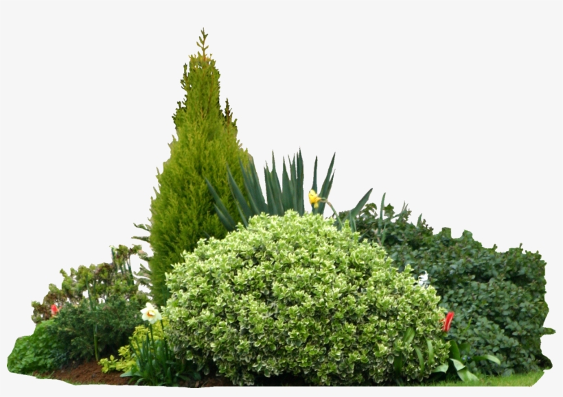 Detail Shrub Png Nomer 20