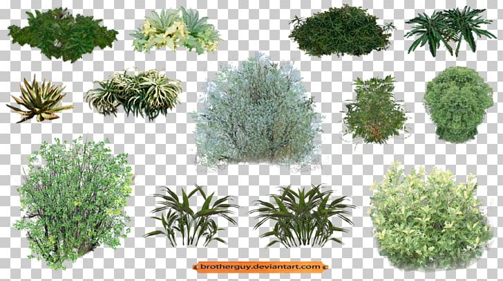 Detail Shrub Png Nomer 21