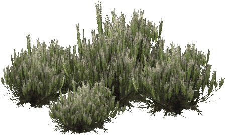 Detail Shrub Png Nomer 39