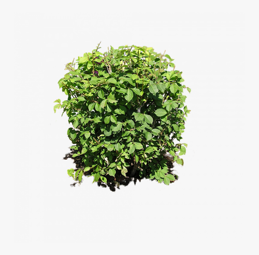 Detail Shrub Png Nomer 41