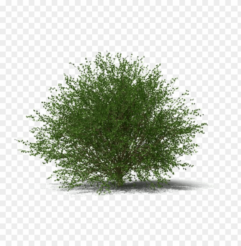 Shrub Transparent Background - KibrisPDR