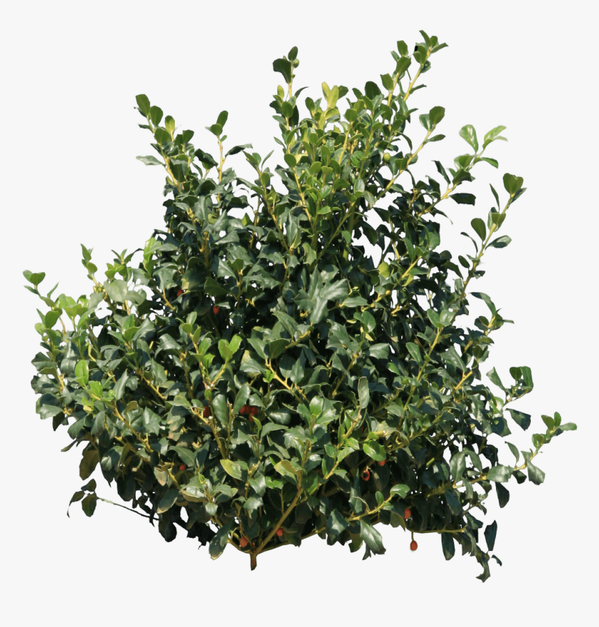 Detail Shrub Transparent Background Nomer 2