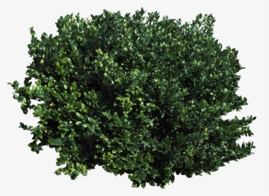 Detail Shrub Transparent Background Nomer 10