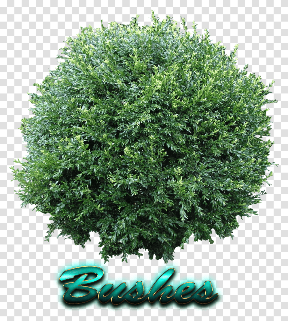 Detail Shrub Transparent Background Nomer 12