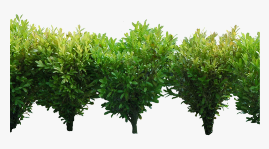 Detail Shrub Transparent Background Nomer 13