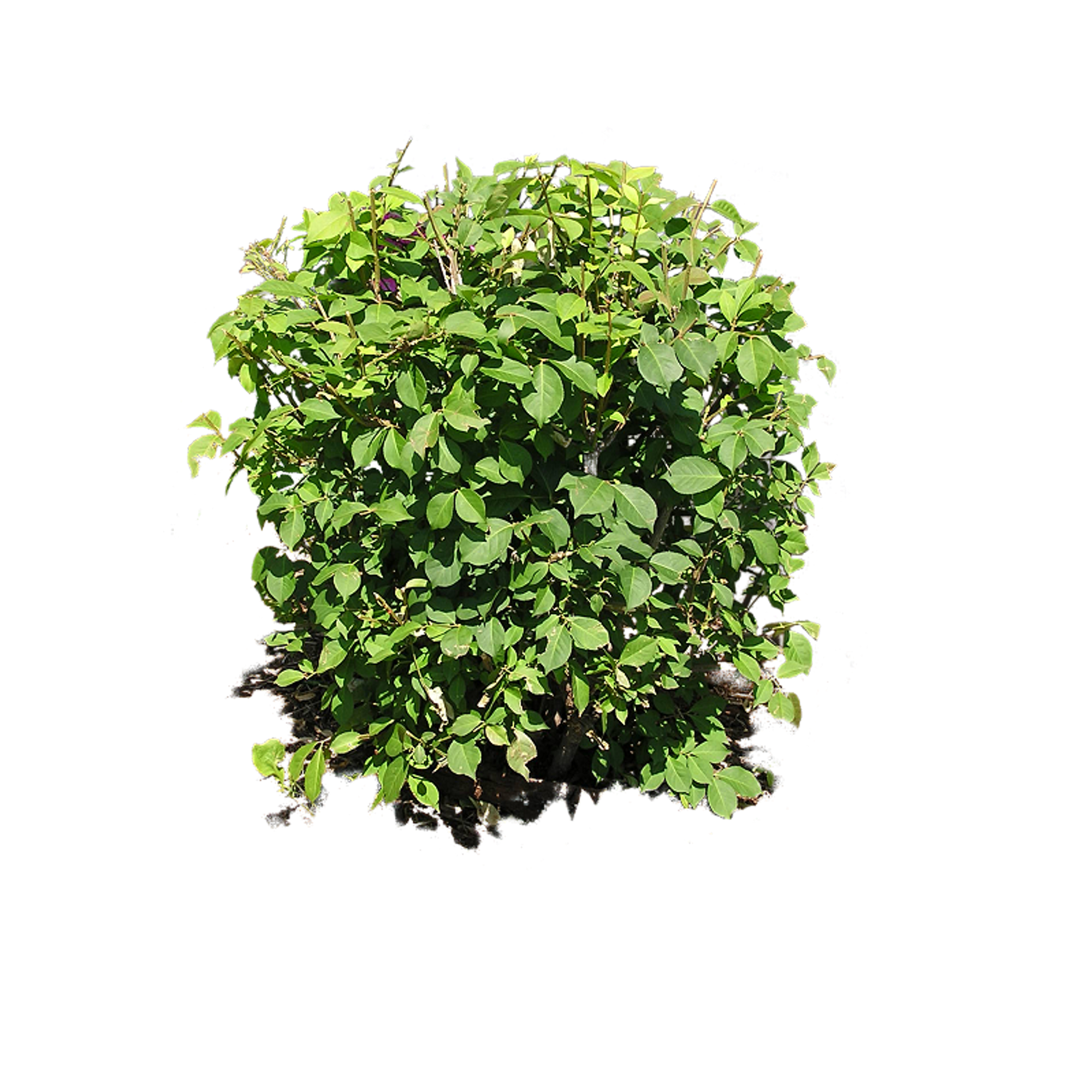 Detail Shrub Transparent Background Nomer 14