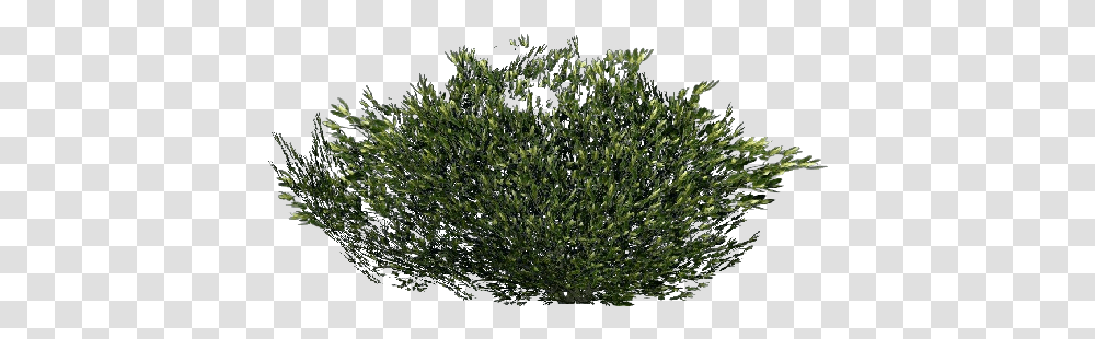 Detail Shrub Transparent Background Nomer 16