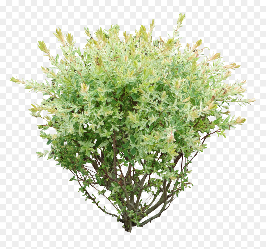 Detail Shrub Transparent Background Nomer 17