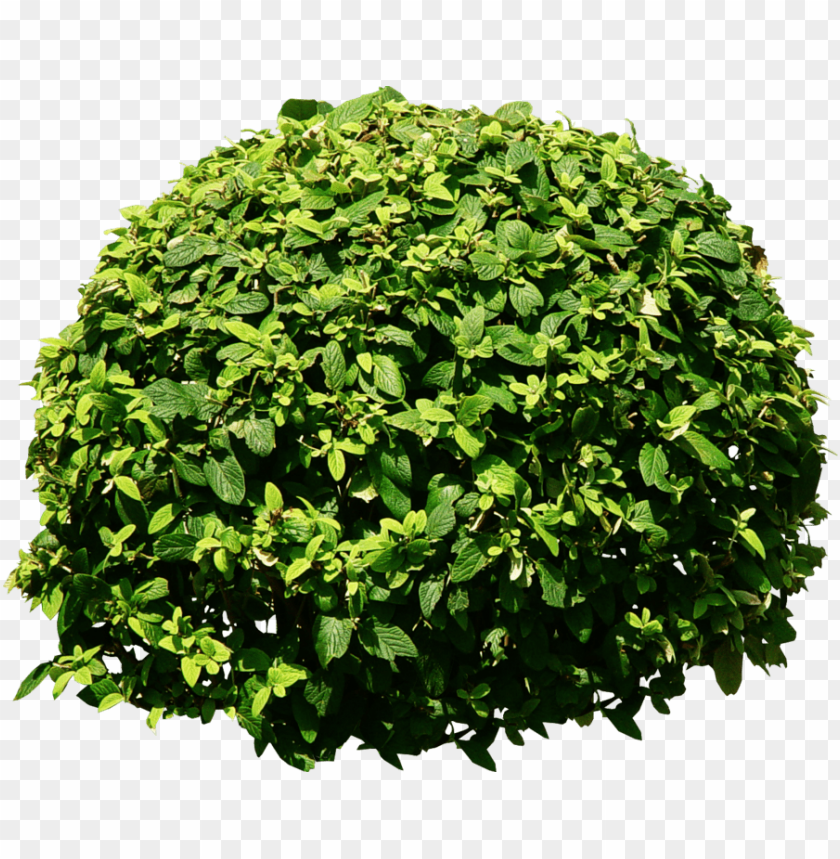 Detail Shrub Transparent Background Nomer 18