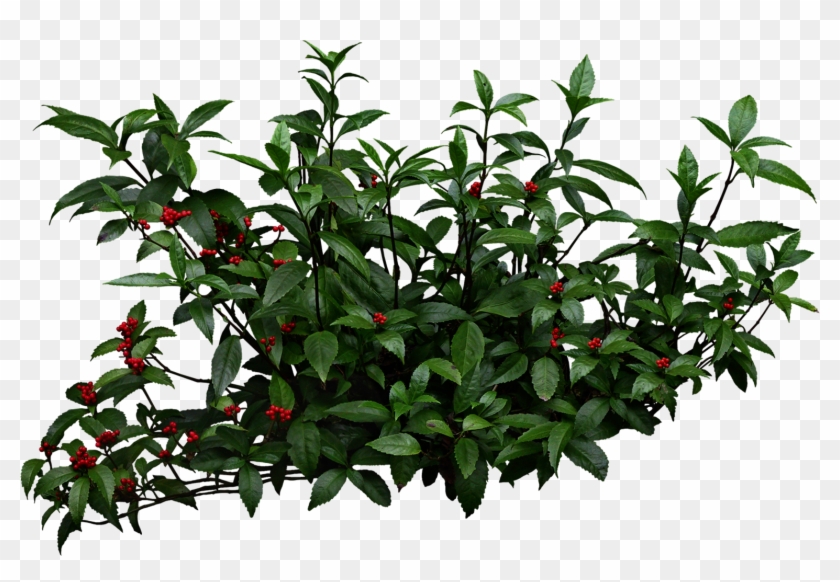 Detail Shrub Transparent Background Nomer 19