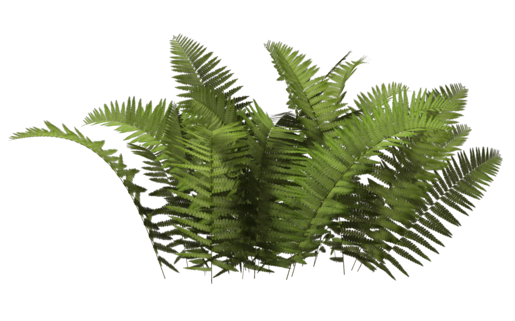 Detail Shrub Transparent Background Nomer 20