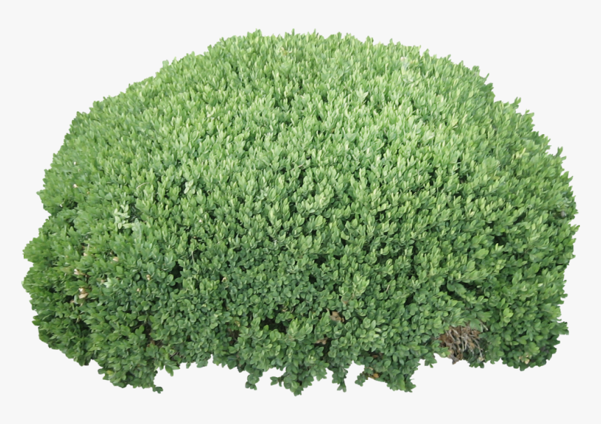 Detail Shrub Transparent Background Nomer 21