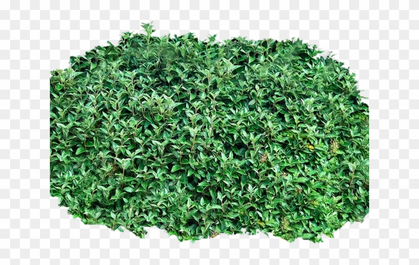 Detail Shrub Transparent Background Nomer 23