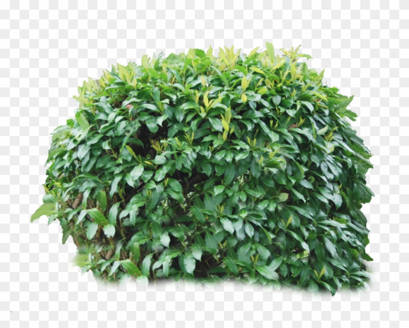 Detail Shrub Transparent Background Nomer 24