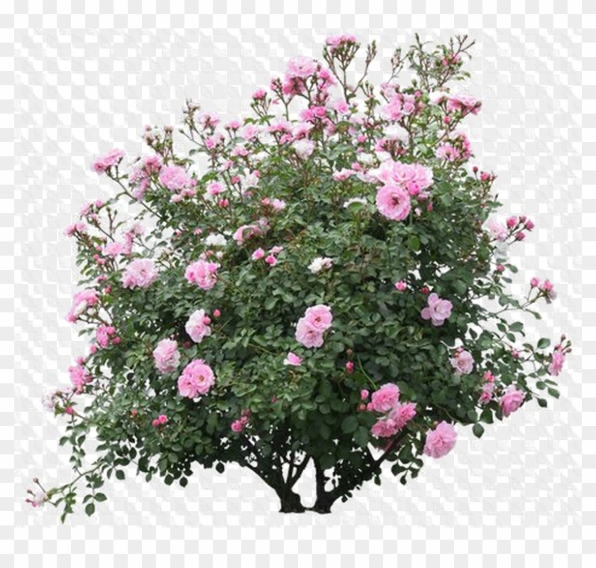 Detail Shrub Transparent Background Nomer 25