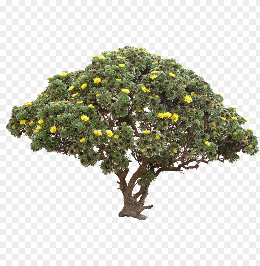 Detail Shrub Transparent Background Nomer 29