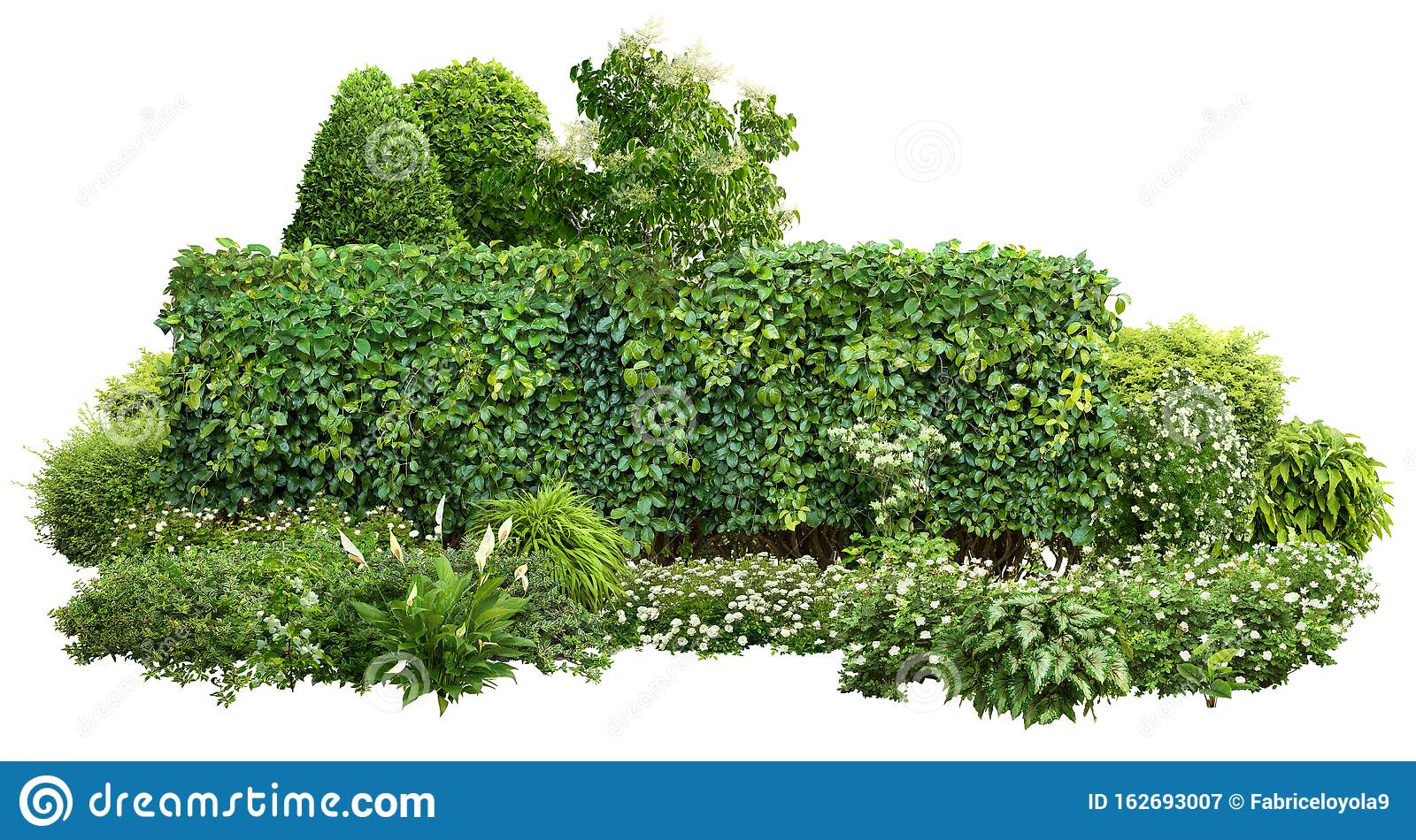 Detail Shrub Transparent Background Nomer 30