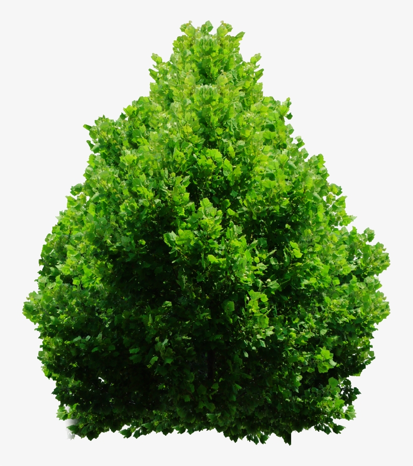 Detail Shrub Transparent Background Nomer 31