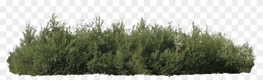 Detail Shrub Transparent Background Nomer 32