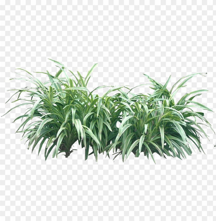 Detail Shrub Transparent Background Nomer 35