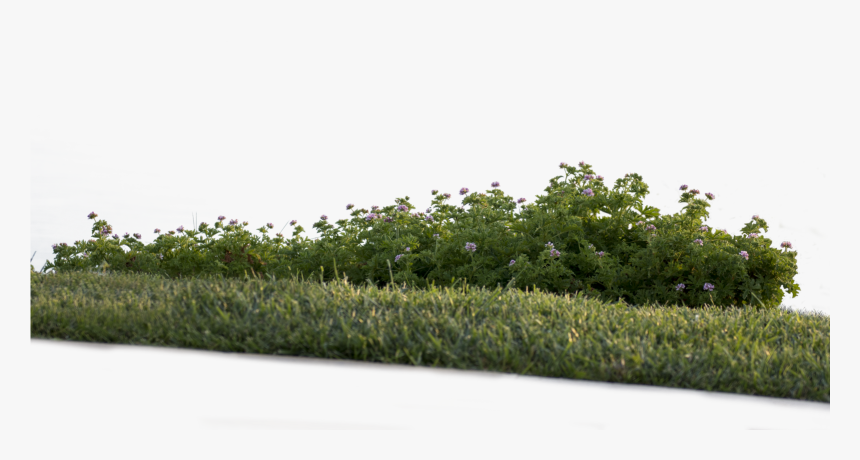 Detail Shrub Transparent Background Nomer 36