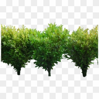 Detail Shrub Transparent Background Nomer 38