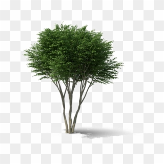 Detail Shrub Transparent Background Nomer 39