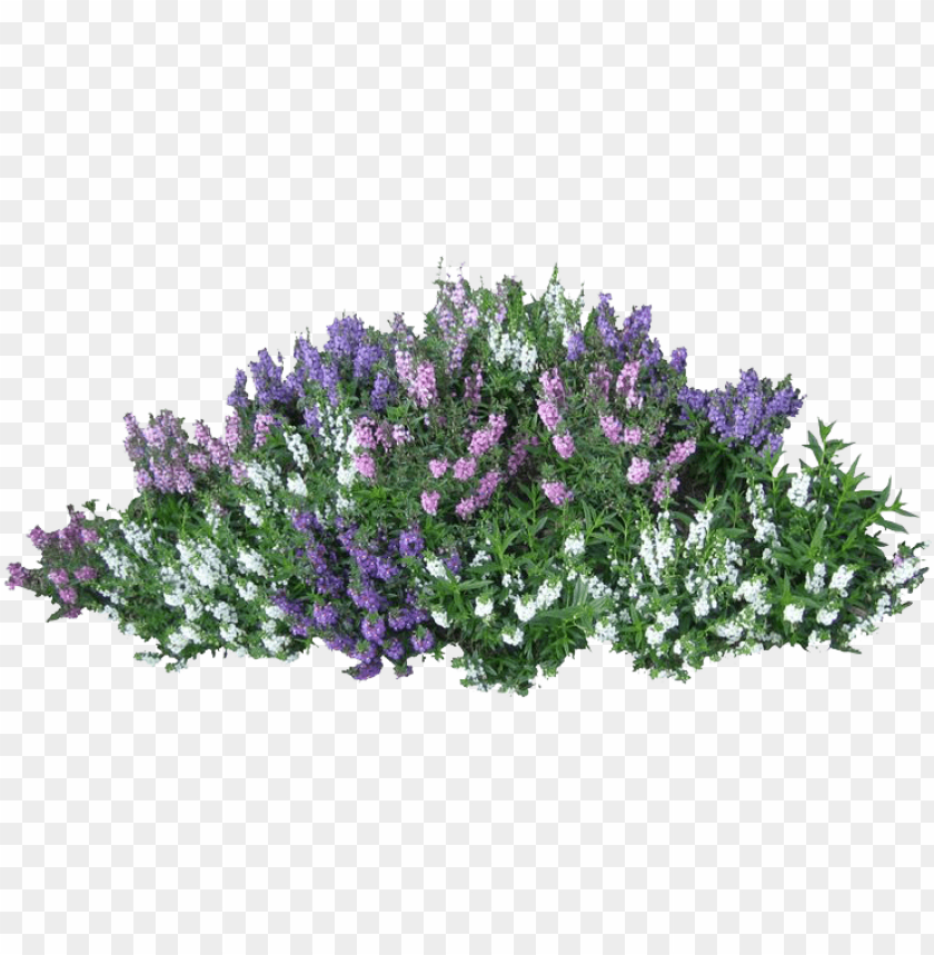 Detail Shrub Transparent Background Nomer 40