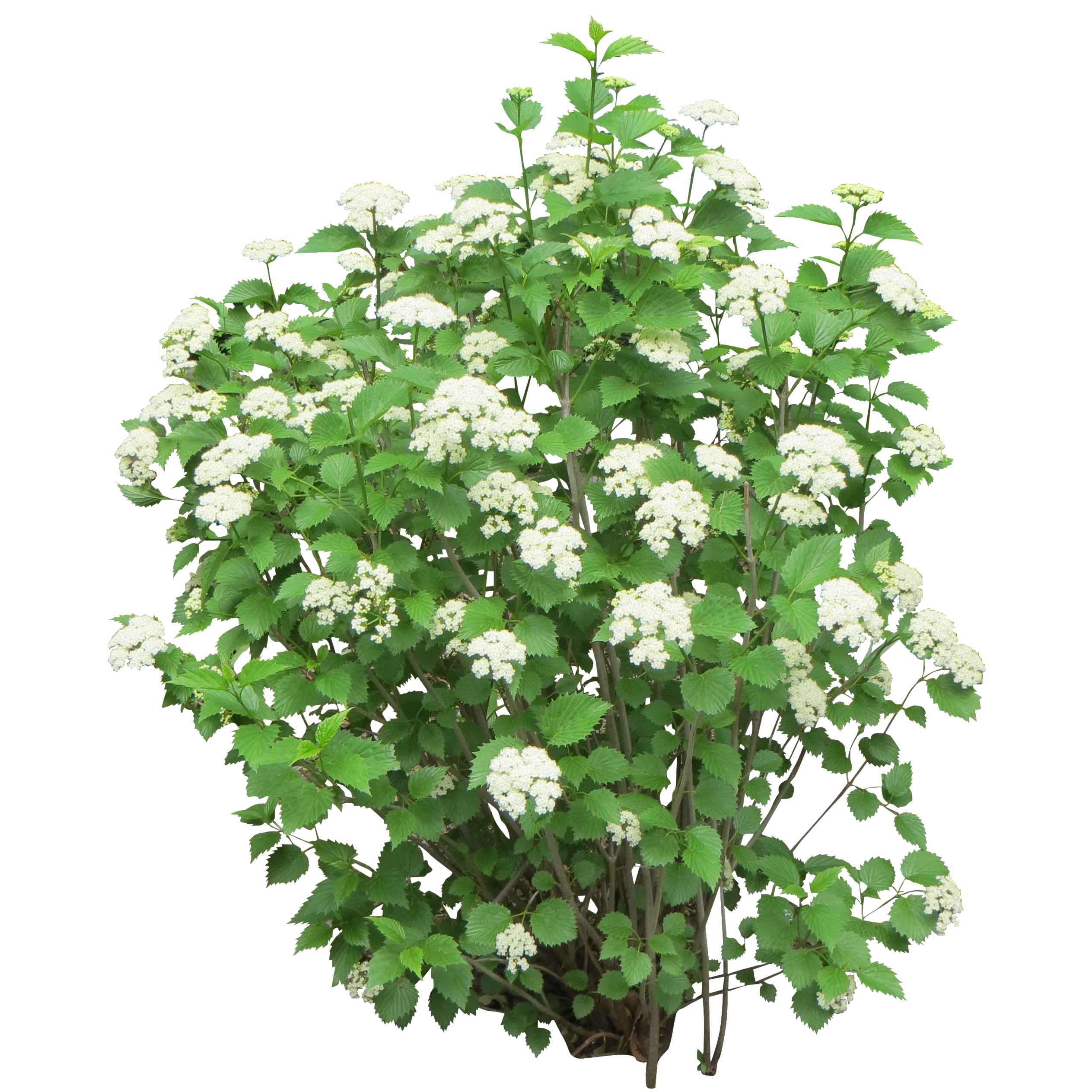 Detail Shrub Transparent Background Nomer 41