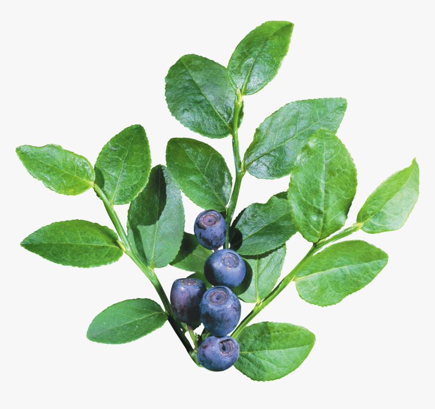 Detail Shrub Transparent Background Nomer 42