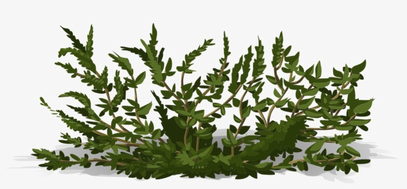 Detail Shrub Transparent Background Nomer 44