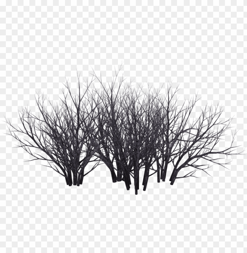 Detail Shrub Transparent Background Nomer 45
