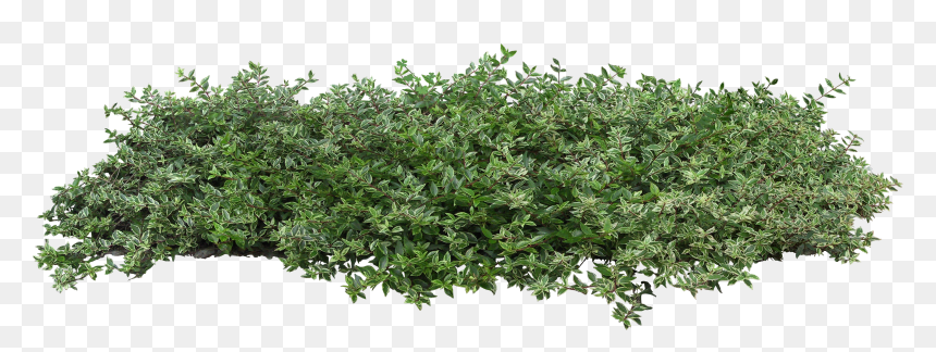 Detail Shrub Transparent Background Nomer 5