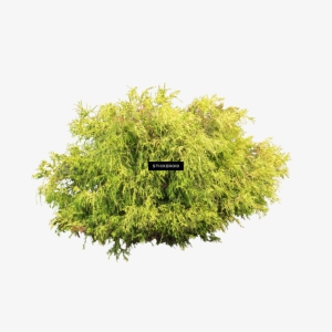 Detail Shrub Transparent Background Nomer 48