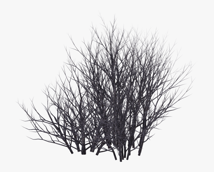 Detail Shrub Transparent Background Nomer 50